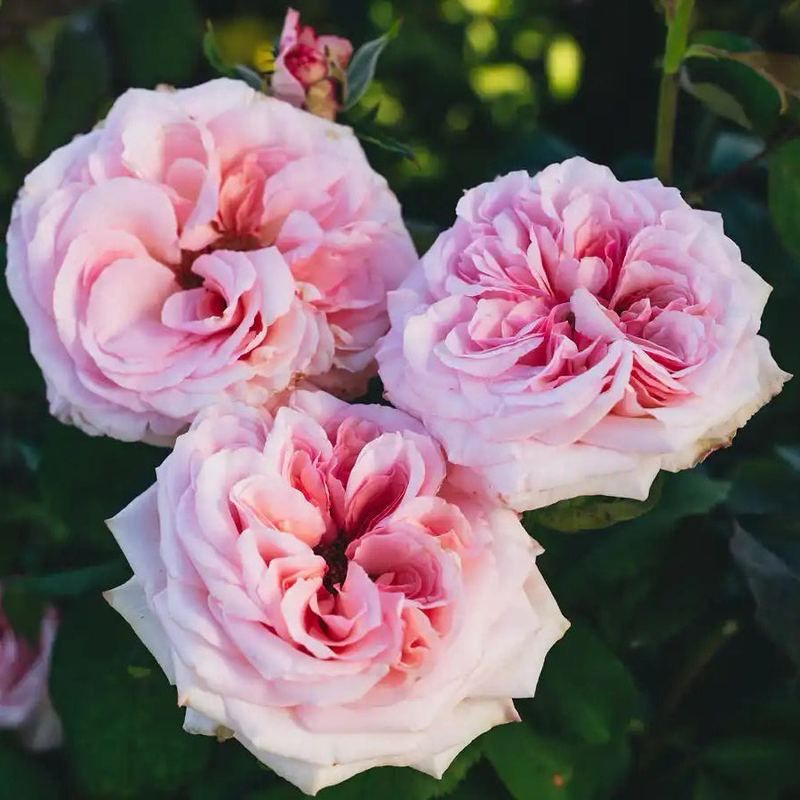 Delbard Rose “Pink O Hara” Grade One. Bare Root. On Dr. Huey. Strong Delicious Fragrance! Large Bloom!