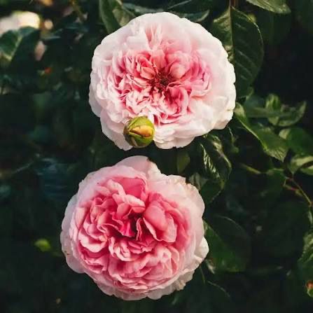 Delbard Rose “Rue Saint Honore” Grade One, Bare Root. On Dr. Huey. Strong Fragrance! Excellent Disease Resistance! Heat Resistant! Delbard Rose “Rue Saint Honore” Grade One, Bare Root. On Dr. Huey. Strong Fragrance! Excellent Disease Resistance! Heat Resistant!
