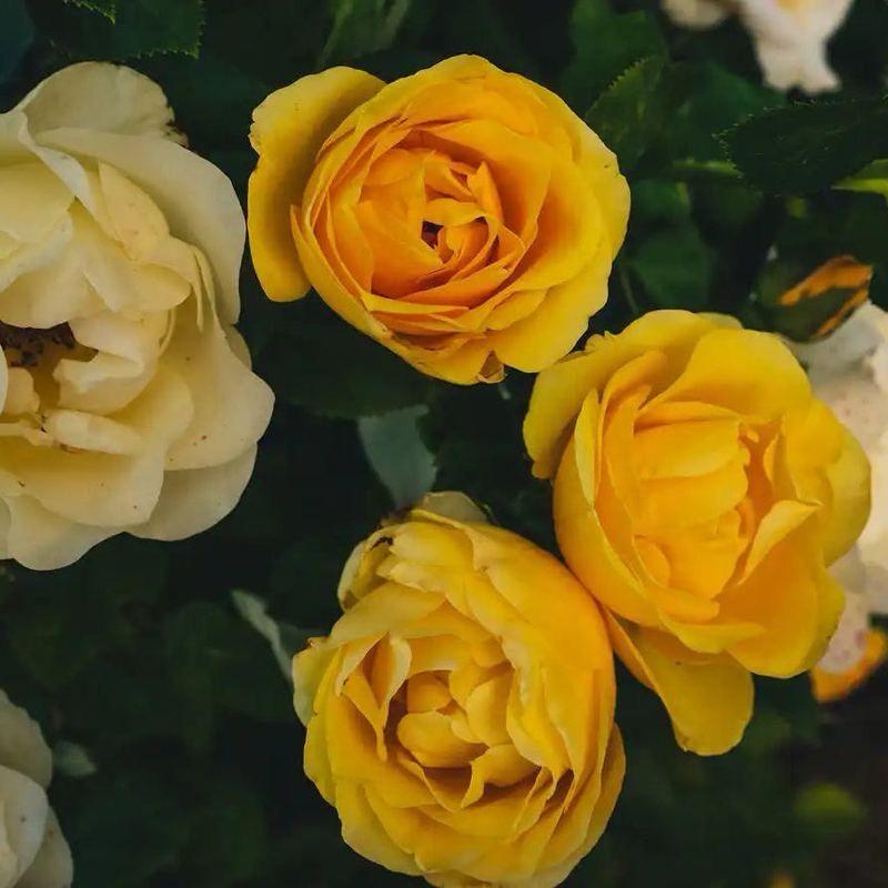 Roses Forever “Sunshine Forever” Grade 1. Bare Root Rose. On Dr. Huey Rootstock. Strong Fragrance! Large Bloom!