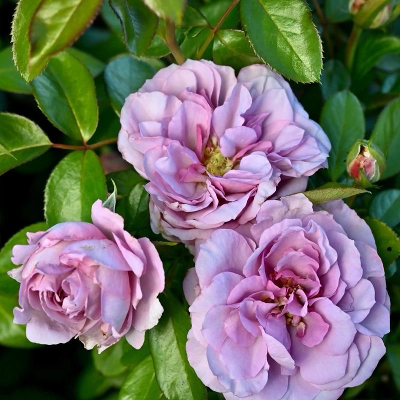 Tantau Rose “Seena’s Petals Of Courage” Grade One. Bare Root. On Dr. Huey. Strong Fragrance! Tantau Rose “Seena’s Petals Of Courage” Grade One. Bare Root. On Dr. Huey. Strong Fragrance!