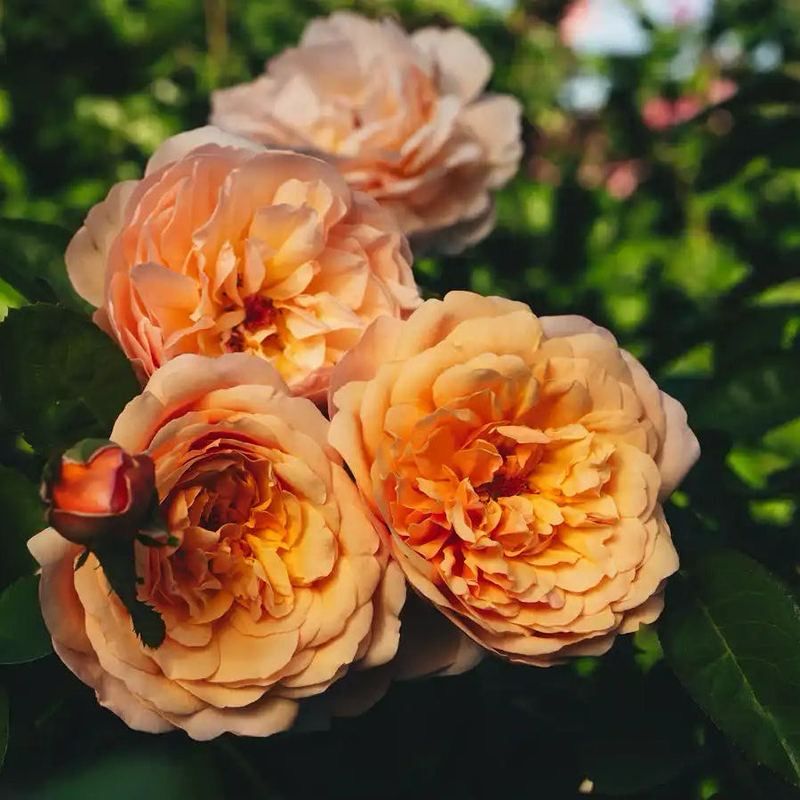 Tantau Rose “Tropicana” Grade 1. Bare Root. On Dr. Huey Rootstock. Strong Fragrance! Large Blooms! Heat Tolerant!
