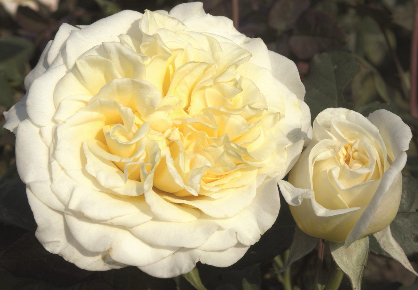 Tantau Rose “White Ashley” Grade 1. Bare Root. On Dr. Huey Rootstock. Large Ruffled White Blooms! Heat Tolerance! Tantau Rose “White Ashley” Grade 1. Bare Root. On Dr. Huey Rootstock. Large Ruffled White Blooms! Heat Tolerance!