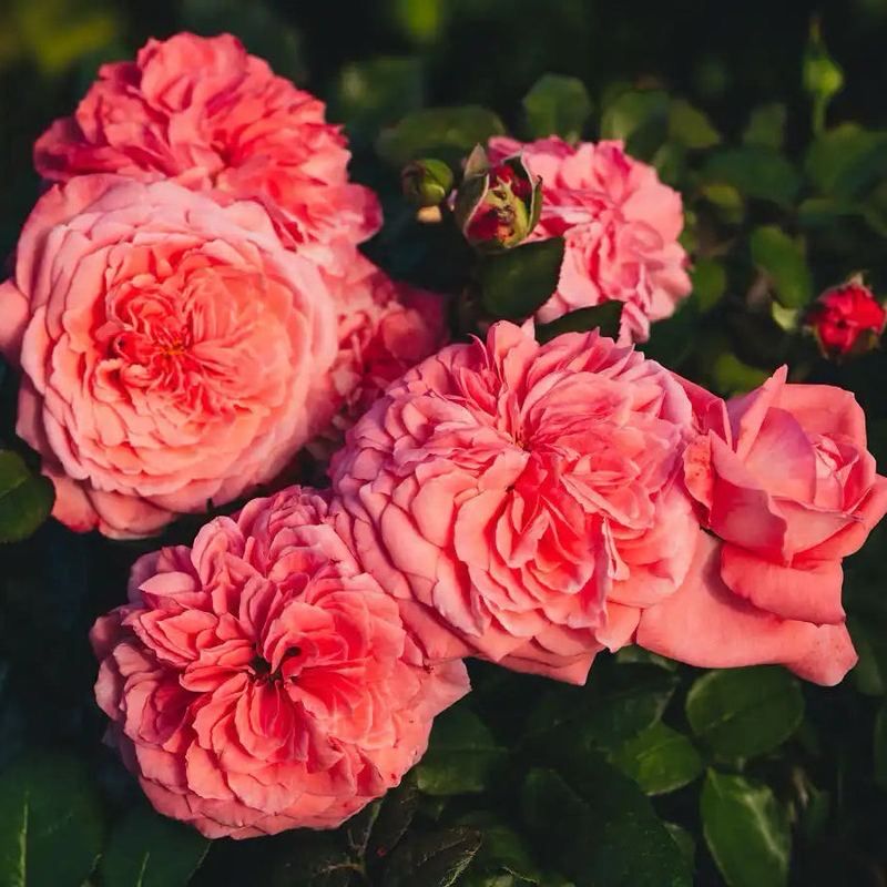 Roses Forever “The Most Beautiful” Grade 1. Bare Root. On Dr. Huey Rootstock. Strong Fragrance! Large Bloom! Excellent Disease Resistance! Heat Tolerance!