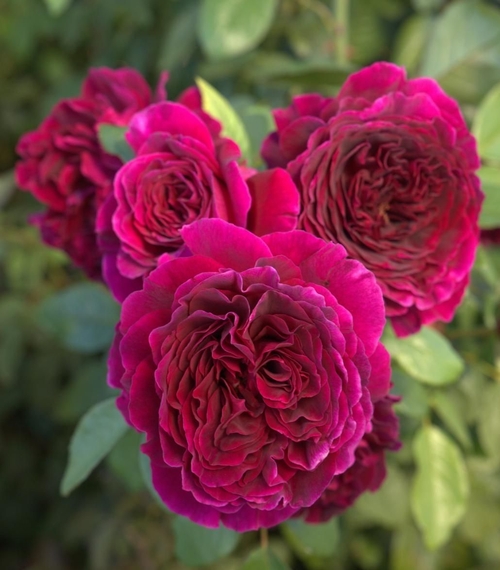 Delbard Rose “Velours De Nuit” Grade 1. Bare Root. On Dr. Huey Rootstock. Strong Fragrance! Lucious Wine-Purple Romantic Blooms! Delbard Rose “Velours De Nuit” Grade 1. Bare Root. On Dr. Huey Rootstock. Strong Fragrance! Lucious Wine-Purple Romantic Blooms!