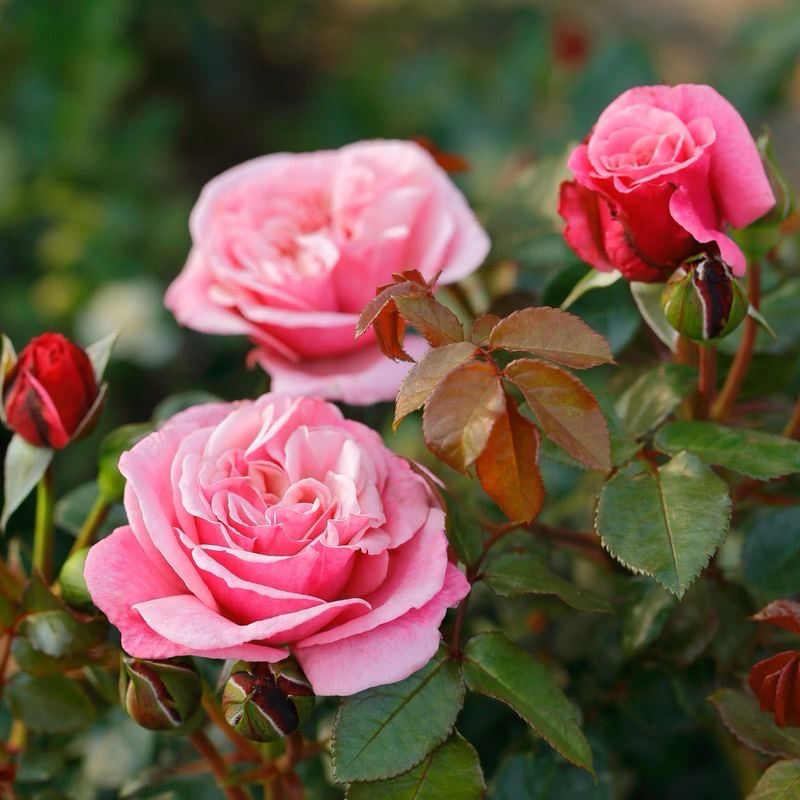 Tantau Rose “Wildberry” Grade 1. Bare Root. On Dr. Huey Rootstock. Strong Fragrance! Large Perfect Blooms! Disease Resistant! Heat Tolerant!