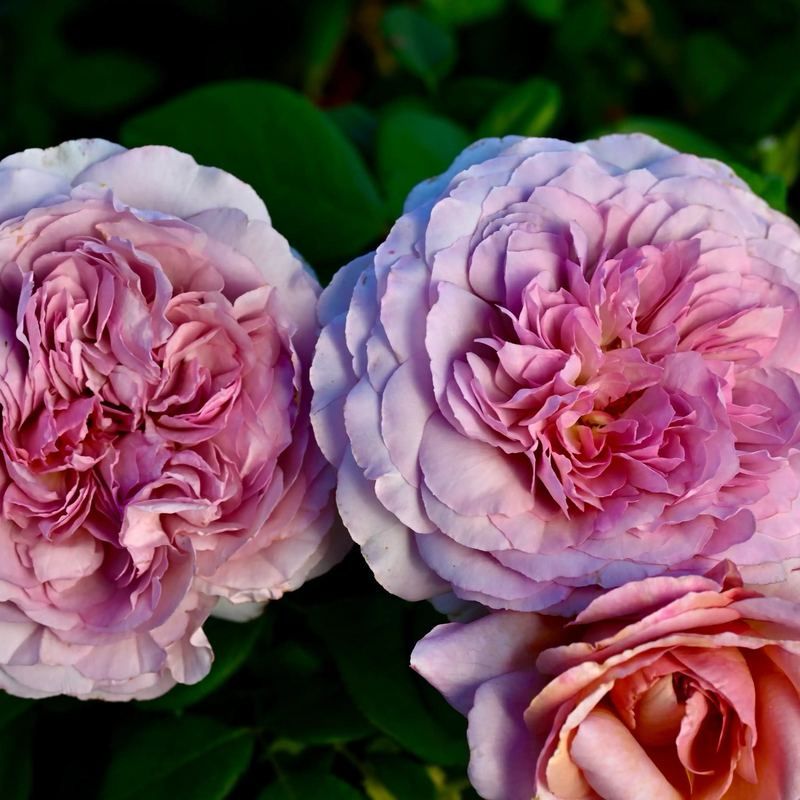 NIRP Rose “The Pride” Grade One. Bare Root. On Dr. Huey Rootstock. Strong Fragrance! Good Disease Resistance! Limit One Per Customer!