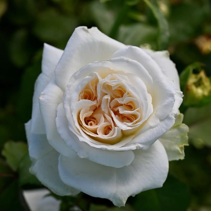 Delbard Rose “White O Hara” Grade 1. Bare Root. On Dr. Huey Rootstock. Strong Fragrance! Large Blooms! Delbard Rose “White O Hara” Grade 1. Bare Root. On Dr. Huey Rootstock. Strong Fragrance! Large Blooms!