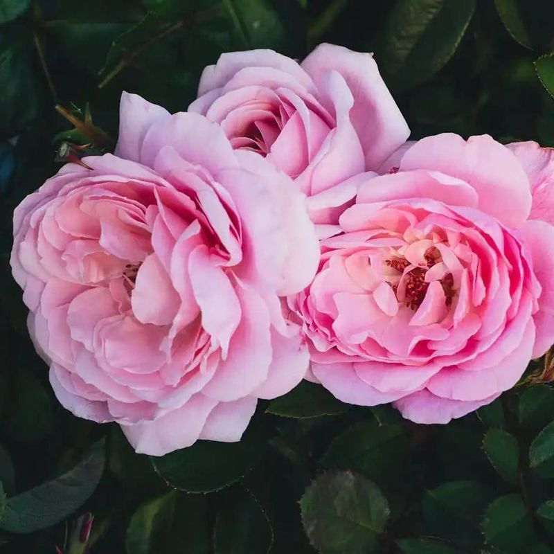 Roses Forever “Winner Takes It All Climbing Rose” Grade 1. Bare Root. On Dr. Huey Rootstock. Large Bloom Climbing Rose! Strong Fragrance! Disease Resistant And Heat Tolerant!