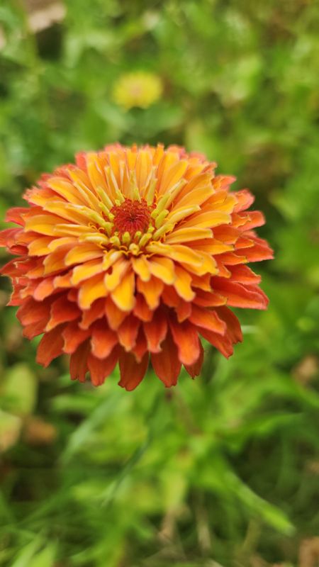 Zinnia Seeds - Mixed 75 seeds