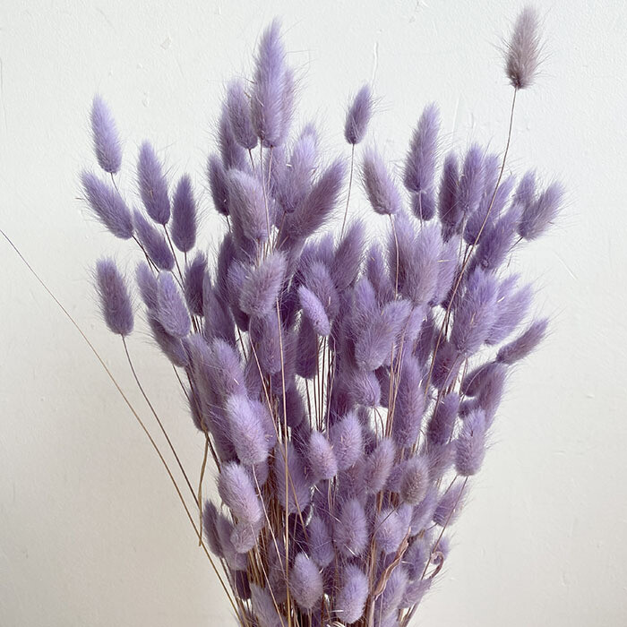 Dried Lagurus - Bunny Tails - Lilac