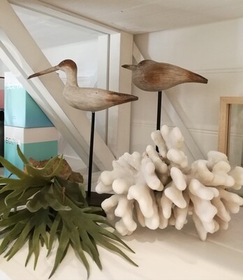 Standing Water Birds