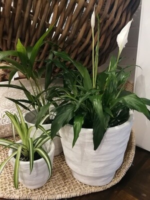 Planters / Storage