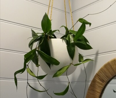 Ceramic Glazed Hanging Planter