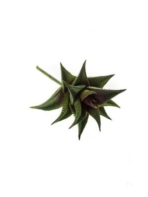 Aloe durban 12cm (Buy 12 and get 10% off)