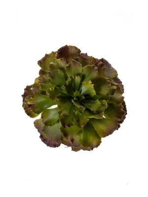 Echeveria Bush Brown/Green 18cm (Buy 6 and get 10% off)