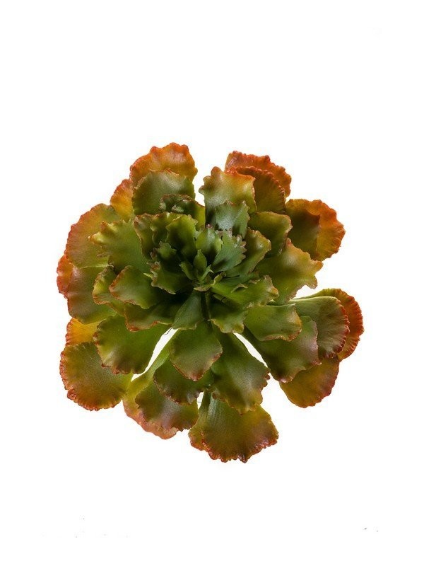 Echeveria Bush Orange/Green 18cm (Buy 6 and get 10% off)