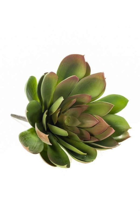 Echeveria Mira 30cm Burgundy (Buy 6 and get 10% off)