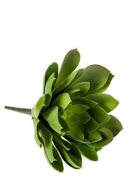 Echeveria Mira 30cm Green (Buy 6 and get 10% off)