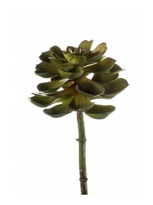Echeveria Morani plant 21cm green (Buy 12 and get 10% off)