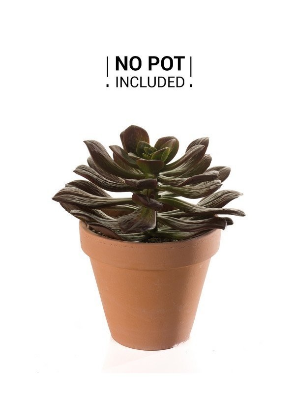 Echeveria Plant Burgundy 22cm (Buy 12 and get 10% off)