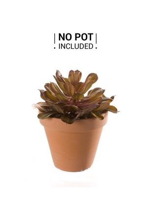 Echeveria Plant Old Pink 22cm (Buy 12 and get 10% off)