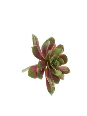 Echeveria Pollux 13cm (Buy 12 and get 10% off)