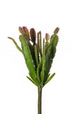 Euphorbia Bush 23cm Green/Red (Buy 12 and get 10% off)