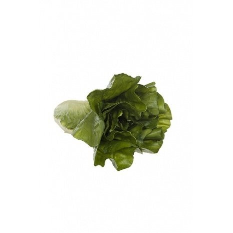 Romaine Lettuce Natural Touch 18cm