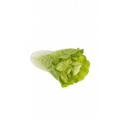 Chinese Cabbage Natural Touch 19cm