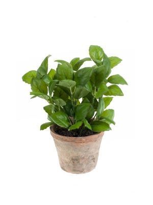 Artificial  Laurel  in terracotta  pot aged