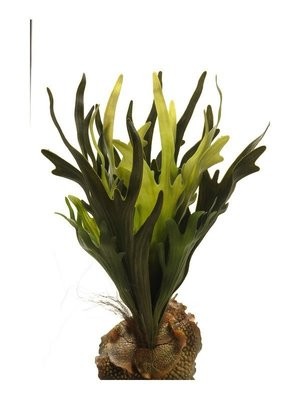 Staghorn Fern 41cm (Buy 6 and get 10% off)