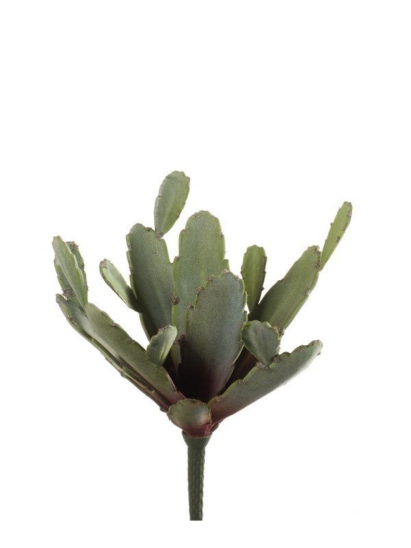 Zygocactus Bush Green/Brown  (Buy 6 and get 10% off)