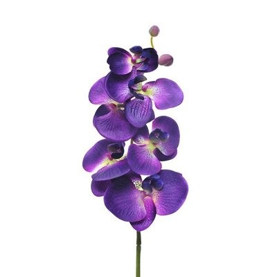 Orchid Phalaenopsis