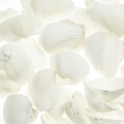 Seashells Natural