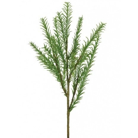 Rosemary Bush -39cm