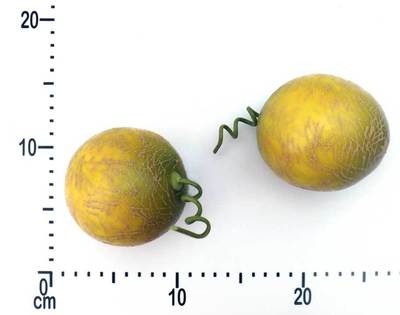 Artificial Cantaloupe