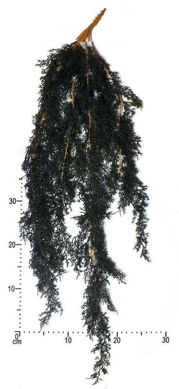 Artificial Hanging Cedar 98cm (38") Trail
