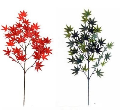 Japanese Maple Red (Buy Pack of 12 and get 10% off)