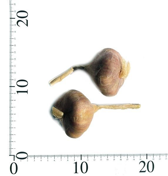 Pack of 12 Artificial Garlic