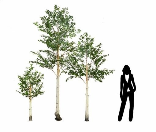 BIRCH TREE PACK	200, 300 & 400CM