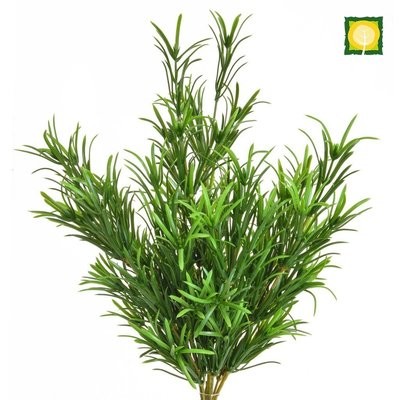Podocarpus Bush 46cm UVSILX (Buy Box of 6 and get 10% off)