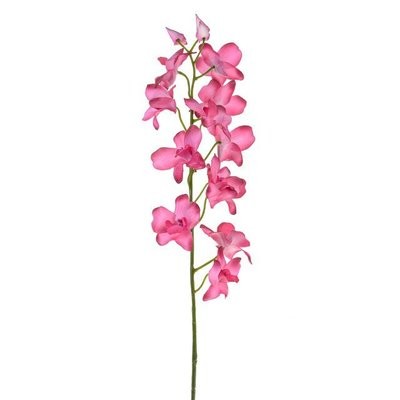 Orchid Dendrobium (Buy box of 6 and get 10% off)