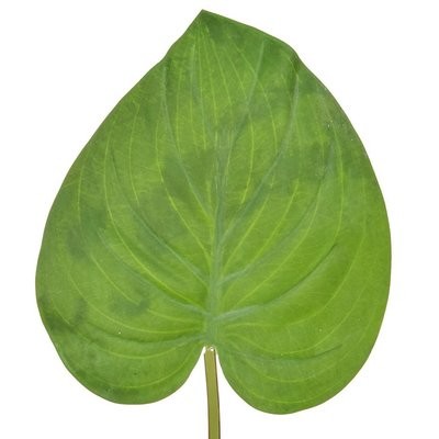 Evergreen Leaf Matt (Pack of 12)