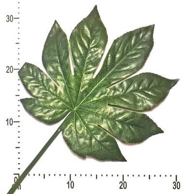 Pack (12) Fatsia Japonica Leaves