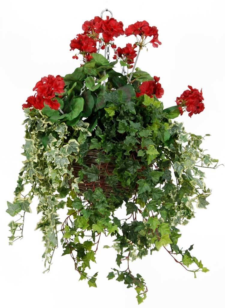 Premium Geranium Basket