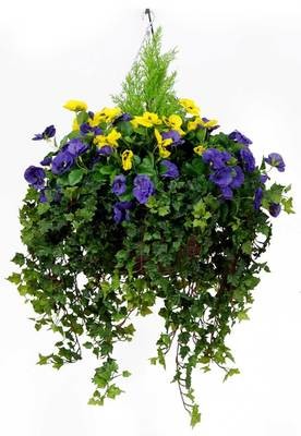 Deluxe Pansy Basket