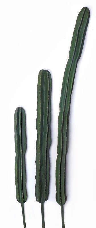 San Pedro Cactus Stem 130cm