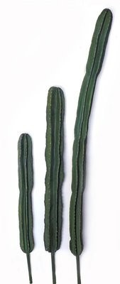 San Pedro Cactus Stem 90cm