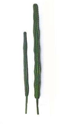 Rio Cactus 135cm