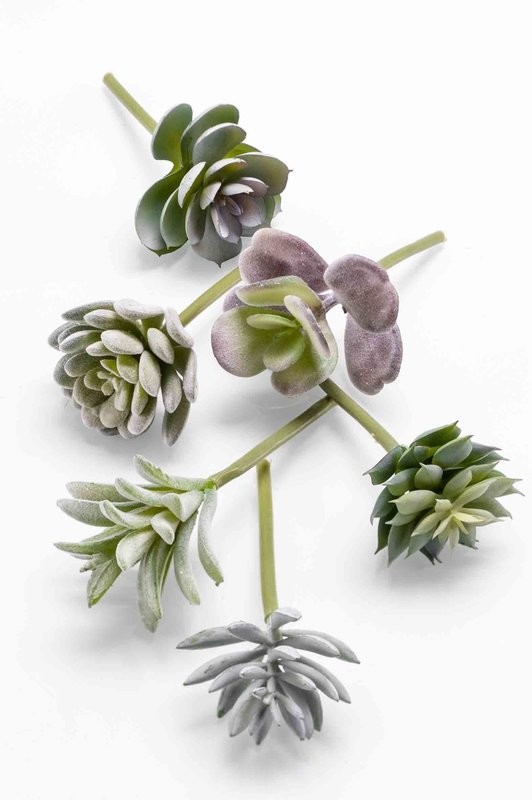 Succulent Assortment Bag of 6pcs Grey/Green